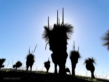 Grass Trees (Black Boys), Goldfields Road, Youndegin, Western Australia - 2